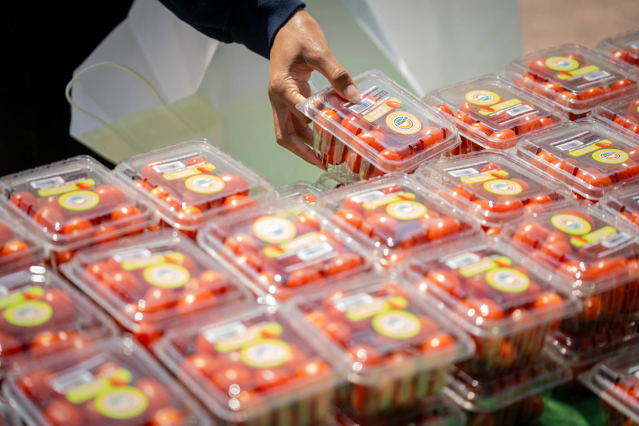 Person selecting fresh cherry tomatoes at a food distribution